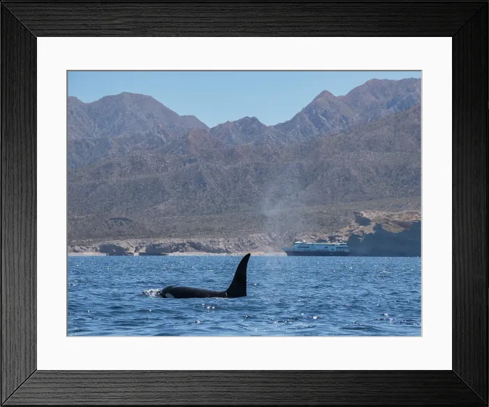Framed Print : Killer whale pod (Orcinus orca), off Punta Colorada, Isla San Jose, Baja California Sur, Mexico, North America Framed Print : Killer whale pod (Orcinus orca), off Punta Colorada, Isla San Jose, Baja California Sur, Mexico, North America