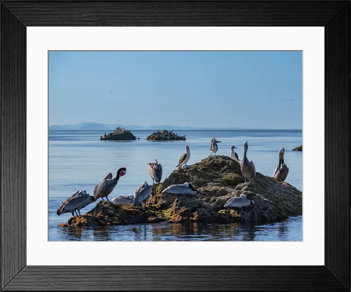 Framed Print : Blue-footed boobies (Sula nebouxii), on a small islet near Isla Salsipuedes, Baja California, Sea of Cortez, Mexico, North America Framed Print : Blue-footed boobies (Sula nebouxii), on a small islet near Isla Salsipuedes, Baja California, Sea of Cortez, Mexico, North America