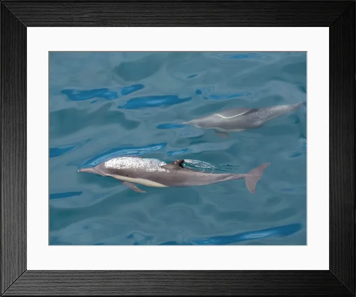 Framed Print : A pair of long-beaked common dolphins (Delphinus capensis), surfacing off Gorda Banks, Baja California Sur, Mexico, North America Framed Print : A pair of long-beaked common dolphins (Delphinus capensis), surfacing off Gorda Banks, Baja California Sur, Mexico, North America