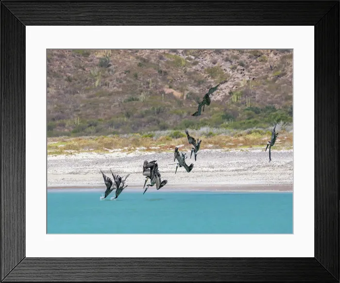 Framed Print : Adult brown pelicans (Pelecanus occidentalis), plunge diving for fish, Isla Carmen, Baja California Sur, Mexico, North America Framed Print : Adult brown pelicans (Pelecanus occidentalis), plunge diving for fish, Isla Carmen, Baja California Sur, Mexico, North America