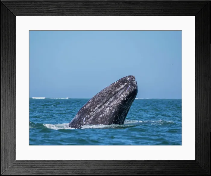 Framed Print : Adult California gray whale (Eschrictius robustus), spy-hopping in San Ignacio Lagoon, Baja California, Mexico, North America Framed Print : Adult California gray whale (Eschrictius robustus), spy-hopping in San Ignacio Lagoon, Baja California, Mexico, North America