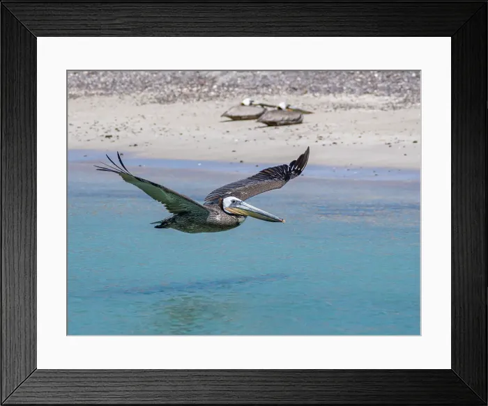 Framed Print : Adult brown pelican (Pelecanus occidentalis), in flight, Isla Carmen, Baja California Sur, Mexico, North America Framed Print : Adult brown pelican (Pelecanus occidentalis), in flight, Isla Carmen, Baja California Sur, Mexico, North America
