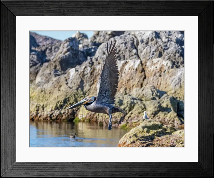 Framed Print : Adult brown pelican (Pelecanus occidentalis), taking flight on a small islet near Isla Salsipuedes, Baja California, Mexico, North America Framed Print : Adult brown pelican (Pelecanus occidentalis), taking flight on a small islet near Isla Salsipuedes, Baja California, Mexico, North America