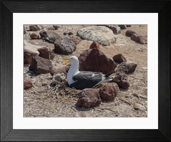Framed Print : Yellow-footed gull (Larus livens), on its nest on Isla Coronado, Baja California Sur, Sea of Cortez, Mexico, North America Framed Print : Yellow-footed gull (Larus livens), on its nest on Isla Coronado, Baja California Sur, Sea of Cortez, Mexico, North America