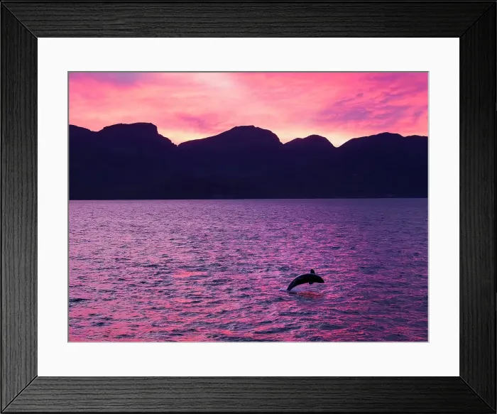 Framed Print : Killer whale female calf (Orcinus orca), breaching at sunset off Isla San Jose, Baja California Sur, Sea of Cortez, Mexico, North America Framed Print : Killer whale female calf (Orcinus orca), breaching at sunset off Isla San Jose, Baja California Sur, Sea of Cortez, Mexico, North America