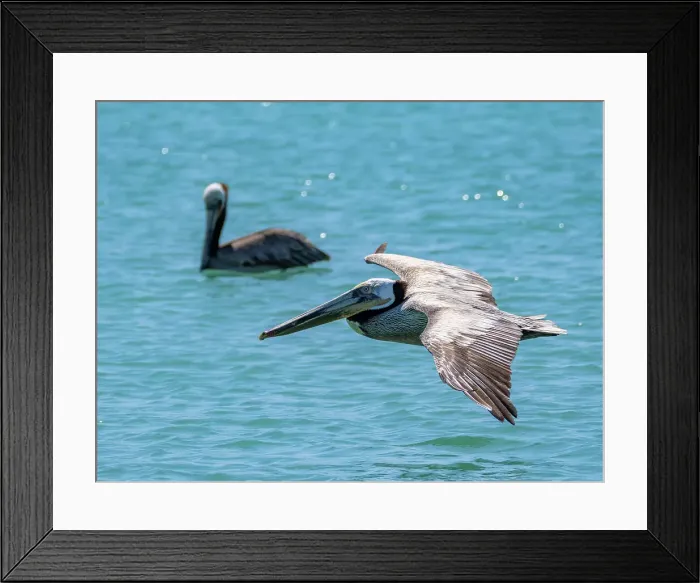 Framed Print : Adult brown pelicans (Pelecanus occidentalis), plunge diving for fish, Isla Carmen, Baja California Sur, Mexico, North America Framed Print : Adult brown pelicans (Pelecanus occidentalis), plunge diving for fish, Isla Carmen, Baja California Sur, Mexico, North America