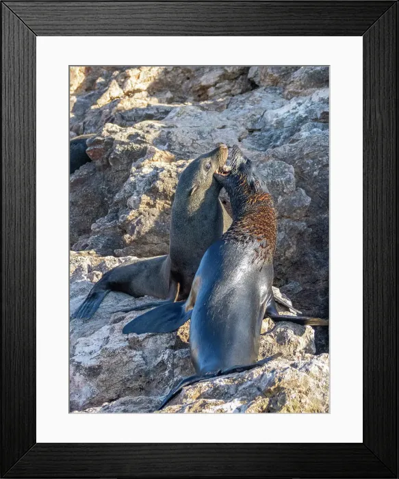Framed Print : Guadalupe fur seals (Arctocephalus townsendi), at new haul out on Las Animas Island, Baja California Sur, Sea of Cortez, Mexico, North America Framed Print : Guadalupe fur seals (Arctocephalus townsendi), at new haul out on Las Animas Island, Baja California Sur, Sea of Cortez, Mexico, North America