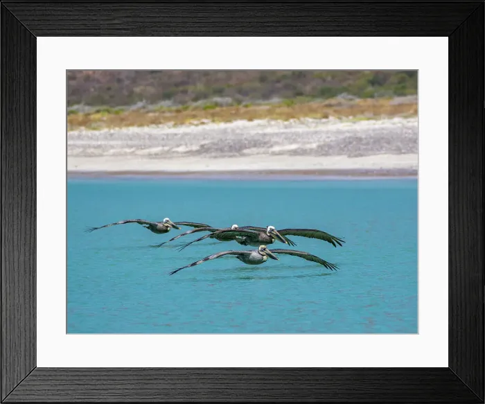 Framed Print : Adult brown pelicans (Pelecanus occidentalis), flying in formation, Isla Carmen, Baja California Sur, Mexico, North America Framed Print : Adult brown pelicans (Pelecanus occidentalis), flying in formation, Isla Carmen, Baja California Sur, Mexico, North America