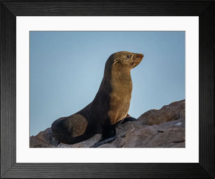 Framed Print : Guadalupe fur seal (Arctocephalus townsendi), at new haul out on Las Animas Island, Baja California Sur, Sea of Cortez, Mexico, North America Framed Print : Guadalupe fur seal (Arctocephalus townsendi), at new haul out on Las Animas Island, Baja California Sur, Sea of Cortez, Mexico, North America