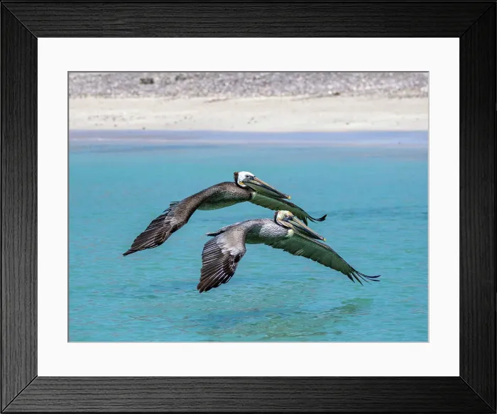 Framed Print : Adult brown pelicans (Pelecanus occidentalis), flying in formation, Isla Carmen, Baja California Sur, Mexico, North America Framed Print : Adult brown pelicans (Pelecanus occidentalis), flying in formation, Isla Carmen, Baja California Sur, Mexico, North America