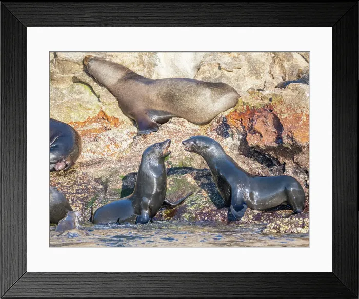 Framed Print : Guadalupe fur seals (Arctocephalus townsendi), at new haul out on Las Animas Island, Baja California Sur, Sea of Cortez, Mexico, North America Framed Print : Guadalupe fur seals (Arctocephalus townsendi), at new haul out on Las Animas Island, Baja California Sur, Sea of Cortez, Mexico, North America