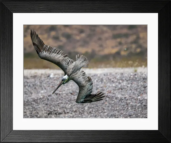 Framed Print : Adult brown pelican (Pelecanus occidentalis), plunge diving for fish, Isla Carmen, Baja California Sur, Mexico, North America Framed Print : Adult brown pelican (Pelecanus occidentalis), plunge diving for fish, Isla Carmen, Baja California Sur, Mexico, North America