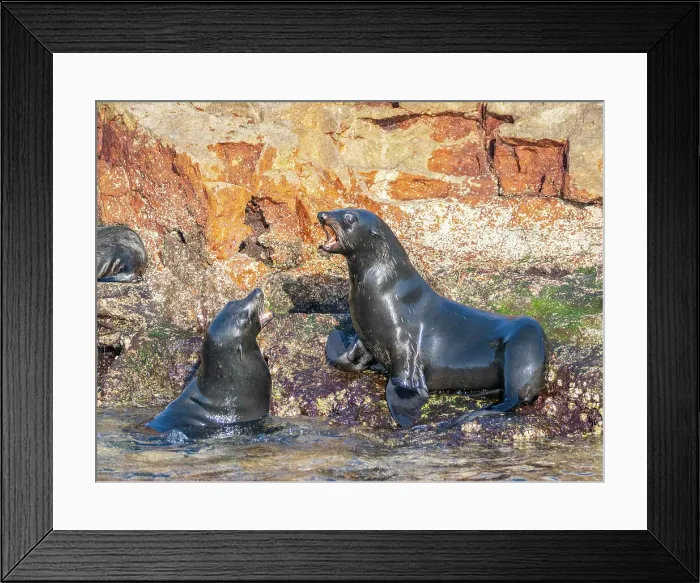 Framed Print : Guadalupe fur seals (Arctocephalus townsendi), at new haul out on Las Animas Island, Baja California Sur, Sea of Cortez, Mexico, North America Framed Print : Guadalupe fur seals (Arctocephalus townsendi), at new haul out on Las Animas Island, Baja California Sur, Sea of Cortez, Mexico, North America