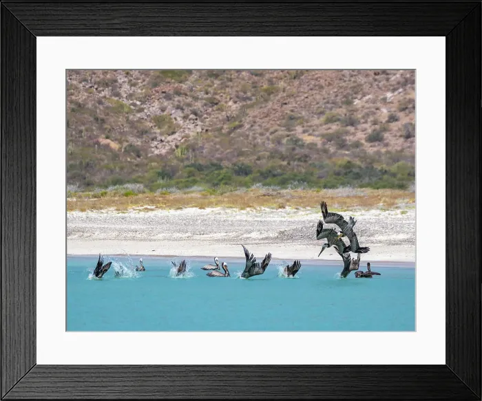 Framed Print : Adult brown pelicans (Pelecanus occidentalis), plunge diving for fish, Isla Carmen, Baja California Sur, Mexico, North America Framed Print : Adult brown pelicans (Pelecanus occidentalis), plunge diving for fish, Isla Carmen, Baja California Sur, Mexico, North America