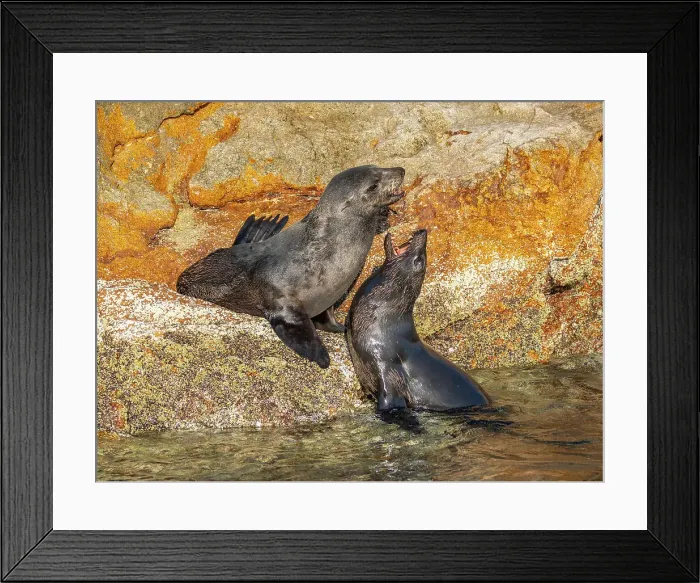 Framed Print : Guadalupe fur seals (Arctocephalus townsendi), at new haul out on Las Animas Island, Baja California Sur, Sea of Cortez, Mexico, North America Framed Print : Guadalupe fur seals (Arctocephalus townsendi), at new haul out on Las Animas Island, Baja California Sur, Sea of Cortez, Mexico, North America