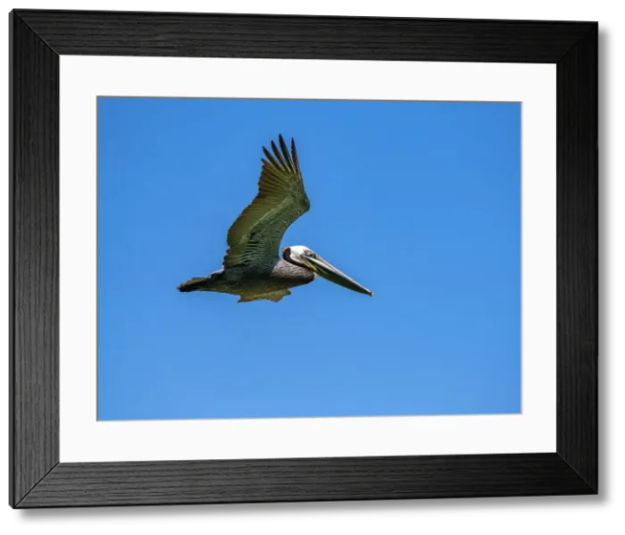 Framed Print : Adult brown pelican (Pelecanus occidentalis), plunge diving for fish, Isla Carmen, Baja California Sur, Mexico, North America Framed Print : Adult brown pelican (Pelecanus occidentalis), plunge diving for fish, Isla Carmen, Baja California Sur, Mexico, North America