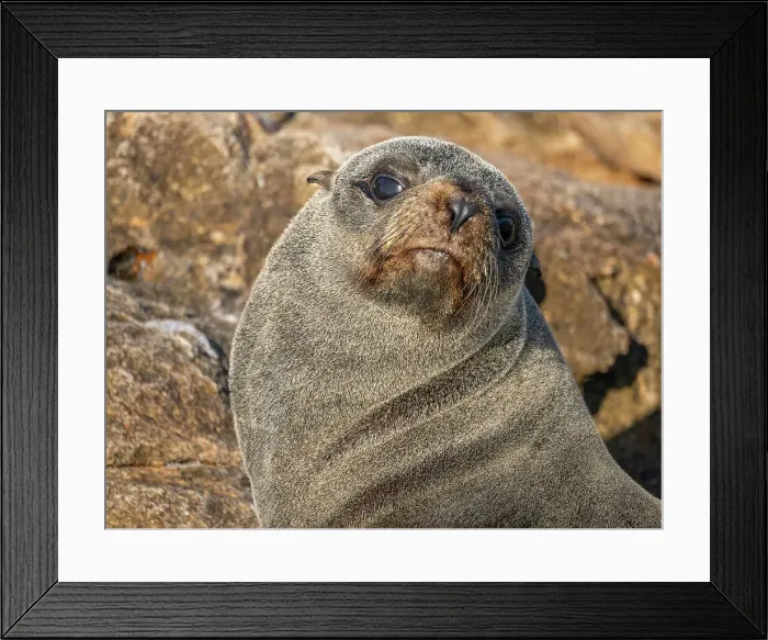 Framed Print : Guadalupe fur seal (Arctocephalus townsendi), at new haul out on Las Animas Island, Baja California Sur, Sea of Cortez, Mexico, North America Framed Print : Guadalupe fur seal (Arctocephalus townsendi), at new haul out on Las Animas Island, Baja California Sur, Sea of Cortez, Mexico, North America