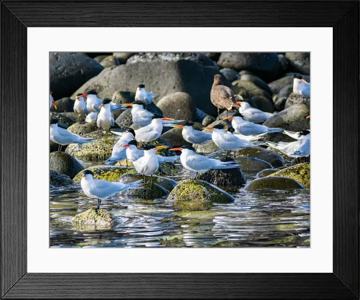 Framed Print : Adult elegant terns (Thalasseus elegans), at breeding colony on Isla Rasa, Baja California, Sea of Cortez, Mexico, North America Framed Print : Adult elegant terns (Thalasseus elegans), at breeding colony on Isla Rasa, Baja California, Sea of Cortez, Mexico, North America