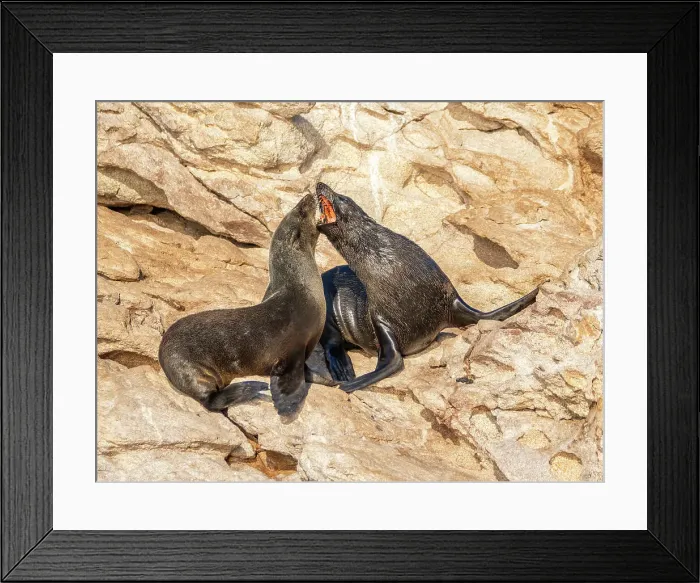 Framed Print : Guadalupe fur seals (Arctocephalus townsendi), at new haul out on Las Animas Island, Baja California Sur, Sea of Cortez, Mexico, North America Framed Print : Guadalupe fur seals (Arctocephalus townsendi), at new haul out on Las Animas Island, Baja California Sur, Sea of Cortez, Mexico, North America