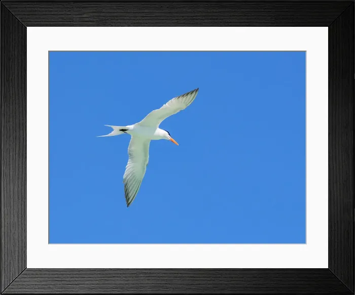 Framed Print : Adult elegant tern (Thalasseus elegans), looking for fish on Isla Carmen, Baja California Sur, Sea of Cortez, Mexico, North America Framed Print : Adult elegant tern (Thalasseus elegans), looking for fish on Isla Carmen, Baja California Sur, Sea of Cortez, Mexico, North America
