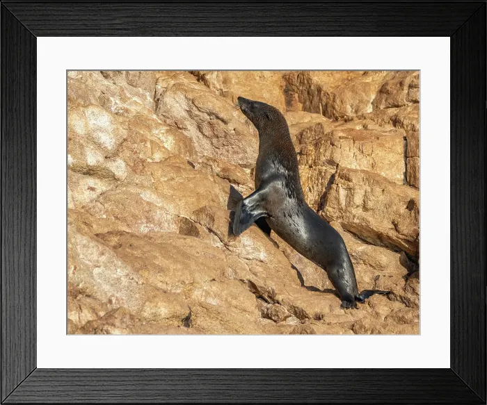 Framed Print : Guadalupe fur seal (Arctocephalus townsendi), at new haul out on Las Animas Island, Baja California Sur, Sea of Cortez, Mexico, North America Framed Print : Guadalupe fur seal (Arctocephalus townsendi), at new haul out on Las Animas Island, Baja California Sur, Sea of Cortez, Mexico, North America