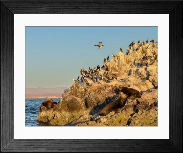 Framed Print : California sea lion bulls (Zalophus californianus), hauled out on a small islet off San Marcos Island, Sea of Cortez, Mexico, North America Framed Print : California sea lion bulls (Zalophus californianus), hauled out on a small islet off San Marcos Island, Sea of Cortez, Mexico, North America