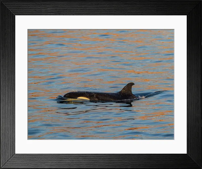 Framed Print : Killer whale female (Orcinus orca), surfacing off Isla San Lorenzo, Baja California, Sea of Cortez, Mexico, North America Framed Print : Killer whale female (Orcinus orca), surfacing off Isla San Lorenzo, Baja California, Sea of Cortez, Mexico, North America