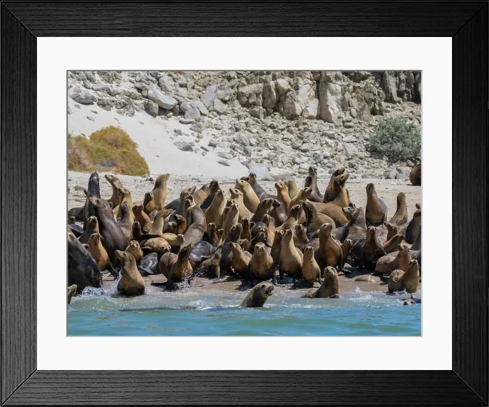Framed Print : California sea lions (Zalophus californianus), stampeding on the beach in Puerto Refugio, Baja California, Sea of Cortez, Mexico, North America Framed Print : California sea lions (Zalophus californianus), stampeding on the beach in Puerto Refugio, Baja California, Sea of Cortez, Mexico, North America