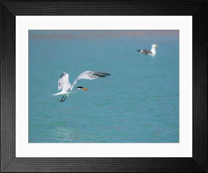 Framed Print : Adult elegant tern (Thalasseus elegans), looking for fish on Isla Carmen, Baja California Sur, Sea of Cortez, Mexico, North America Framed Print : Adult elegant tern (Thalasseus elegans), looking for fish on Isla Carmen, Baja California Sur, Sea of Cortez, Mexico, North America