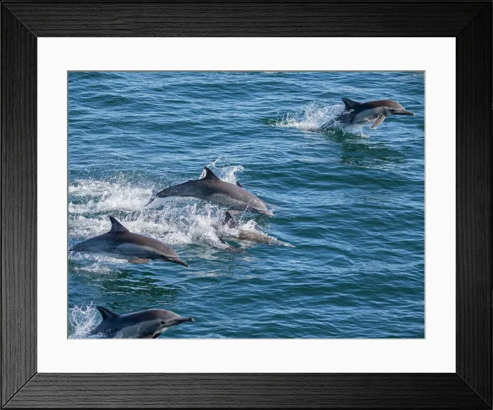 Framed Print : A long-beaked common dolphin pod (Delphinus capensis), traveling off Gorda Banks, Baja California Sur, Mexico, North America Framed Print : A long-beaked common dolphin pod (Delphinus capensis), traveling off Gorda Banks, Baja California Sur, Mexico, North America
