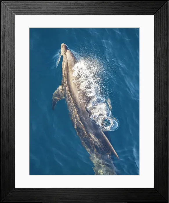 Framed Print : Bottlenose dolphin (Tursiops truncatus), surfacing in Cabo Pulmo National Marine Park, Baja California Sur, Mexico, , North America