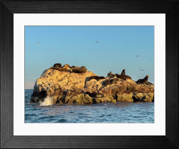 Framed Print : California sea lion bulls (Zalophus californianus), hauled out on a small islet off San Marcos Island, Sea of Cortez, Mexico, North America Framed Print : California sea lion bulls (Zalophus californianus), hauled out on a small islet off San Marcos Island, Sea of Cortez, Mexico, North America