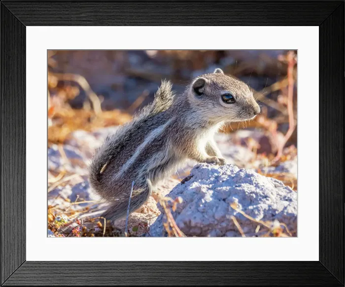 Framed Print : Espiritu Santo antelope squirrel (Ammospermophilus insularis), on Isla Espiritu Santo, Sea of Cortez, Mexico, North America Framed Print : Espiritu Santo antelope squirrel (Ammospermophilus insularis), on Isla Espiritu Santo, Sea of Cortez, Mexico, North America