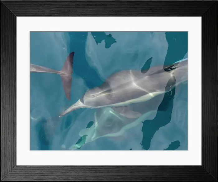 Framed Print : A long-beaked common dolphin (Delphinus capensis), surfacing off Gorda Banks, Baja California Sur, Mexico, North America Framed Print : A long-beaked common dolphin (Delphinus capensis), surfacing off Gorda Banks, Baja California Sur, Mexico, North America