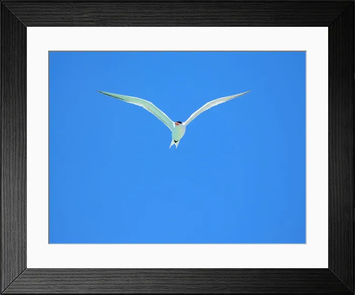 Framed Print : Adult elegant tern (Thalasseus elegans), looking for fish on Isla Carmen, Baja California Sur, Sea of Cortez, Mexico, North America Framed Print : Adult elegant tern (Thalasseus elegans), looking for fish on Isla Carmen, Baja California Sur, Sea of Cortez, Mexico, North America
