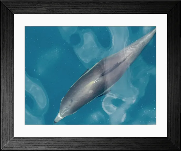 Framed Print : A long-beaked common dolphin (Delphinus capensis), surfacing off Gorda Banks, Baja California Sur, Mexico, North America Framed Print : A long-beaked common dolphin (Delphinus capensis), surfacing off Gorda Banks, Baja California Sur, Mexico, North America