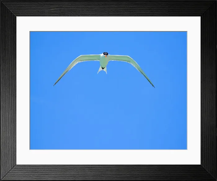 Framed Print : Adult elegant tern (Thalasseus elegans), looking for fish on Isla Carmen, Baja California Sur, Sea of Cortez, Mexico, North America Framed Print : Adult elegant tern (Thalasseus elegans), looking for fish on Isla Carmen, Baja California Sur, Sea of Cortez, Mexico, North America