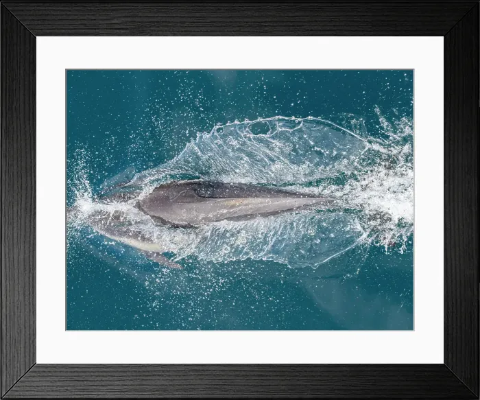Framed Print : A long-beaked common dolphin (Delphinus capensis), surfacing off Gorda Banks, Baja California Sur, Mexico, North America Framed Print : A long-beaked common dolphin (Delphinus capensis), surfacing off Gorda Banks, Baja California Sur, Mexico, North America