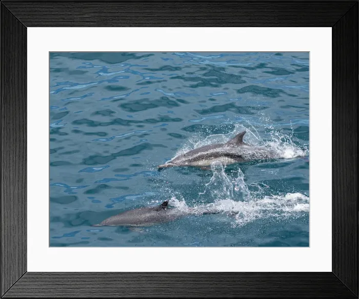 Framed Print : A pair of long-beaked common dolphins (Delphinus capensis), surfacing off Gorda Banks, Baja California Sur, Mexico, North America Framed Print : A pair of long-beaked common dolphins (Delphinus capensis), surfacing off Gorda Banks, Baja California Sur, Mexico, North America