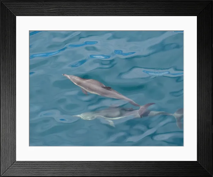 Framed Print : A pair of long-beaked common dolphins (Delphinus capensis), surfacing off Gorda Banks, Baja California Sur, Mexico, North America Framed Print : A pair of long-beaked common dolphins (Delphinus capensis), surfacing off Gorda Banks, Baja California Sur, Mexico, North America
