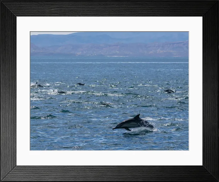 Framed Print : A long-beaked common dolphin pod (Delphinus capensis), traveling off Gorda Banks, Baja California Sur, Mexico, North America Framed Print : A long-beaked common dolphin pod (Delphinus capensis), traveling off Gorda Banks, Baja California Sur, Mexico, North America