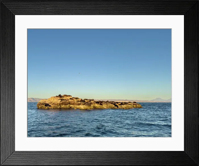 Framed Print : California sea lion bulls (Zalophus californianus), hauled out on a small islet off San Marcos Island, Sea of Cortez, Mexico, North America Framed Print : California sea lion bulls (Zalophus californianus), hauled out on a small islet off San Marcos Island, Sea of Cortez, Mexico, North America