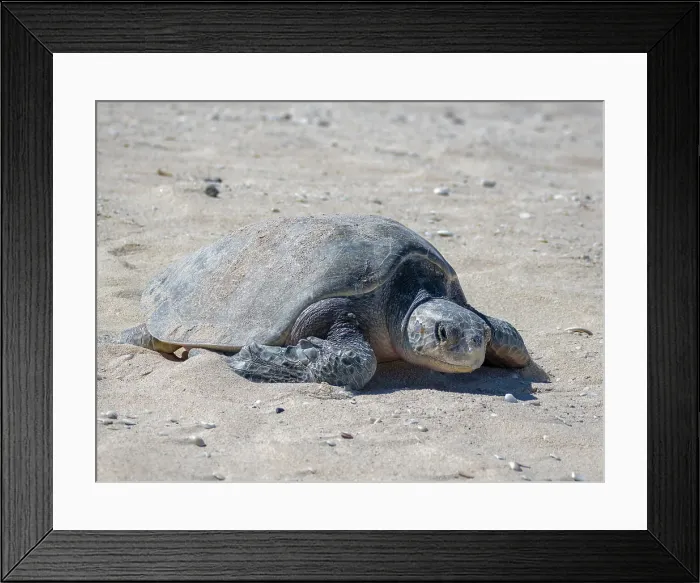 Framed Print : An adult female green sea turtle (Chelonia mydas), coming ashore to nest on Isla Espiritu Santo, Sea of Cortez, Mexico, North America Framed Print : An adult female green sea turtle (Chelonia mydas), coming ashore to nest on Isla Espiritu Santo, Sea of Cortez, Mexico, North America