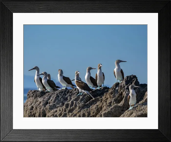 Framed Print : Blue-footed boobies (Sula nebouxii), on a small islet near Isla Salsipuedes, Baja California, Sea of Cortez, Mexico, North America Framed Print : Blue-footed boobies (Sula nebouxii), on a small islet near Isla Salsipuedes, Baja California, Sea of Cortez, Mexico, North America