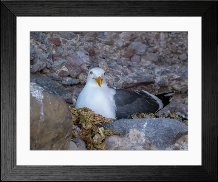 Framed Print : Yellow-footed gull (Larus livens), on its nest on Isla San Esteban, Baja California, Sea of Cortez, Mexico, North America Framed Print : Yellow-footed gull (Larus livens), on its nest on Isla San Esteban, Baja California, Sea of Cortez, Mexico, North America