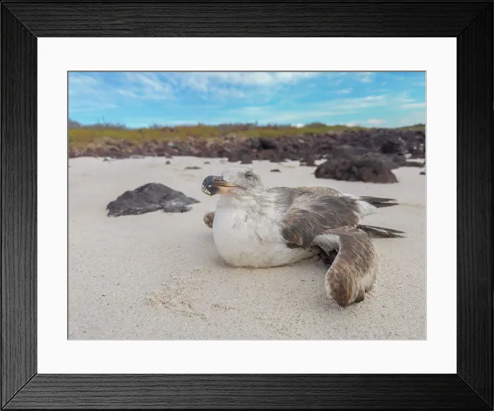 Framed Print : Injured juvenile yellow-footed gull (Larus livens), on Isla Coronado, Baja California Sur, Sea of Cortez, Mexico, North America Framed Print : Injured juvenile yellow-footed gull (Larus livens), on Isla Coronado, Baja California Sur, Sea of Cortez, Mexico, North America