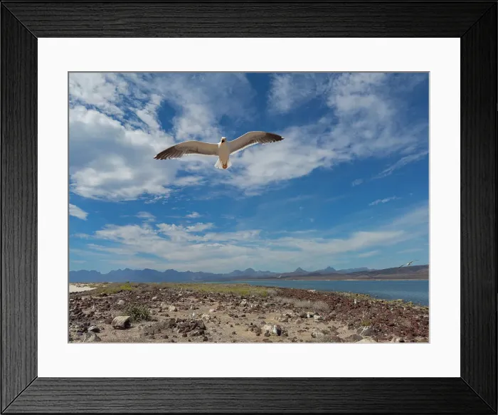 Framed Print : Yellow-footed gull (Larus livens), in flight protecting its nest on Isla Coronado, Baja California Sur, Sea of Cortez, Mexico, North America Framed Print : Yellow-footed gull (Larus livens), in flight protecting its nest on Isla Coronado, Baja California Sur, Sea of Cortez, Mexico, North America