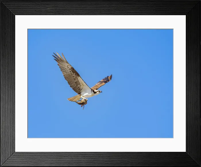 Framed Print : Osprey (Pandion haliaetus), with fish on Isla San Lorenzo, Baja California, Sea of Cortez, Mexico, North America Framed Print : Osprey (Pandion haliaetus), with fish on Isla San Lorenzo, Baja California, Sea of Cortez, Mexico, North America