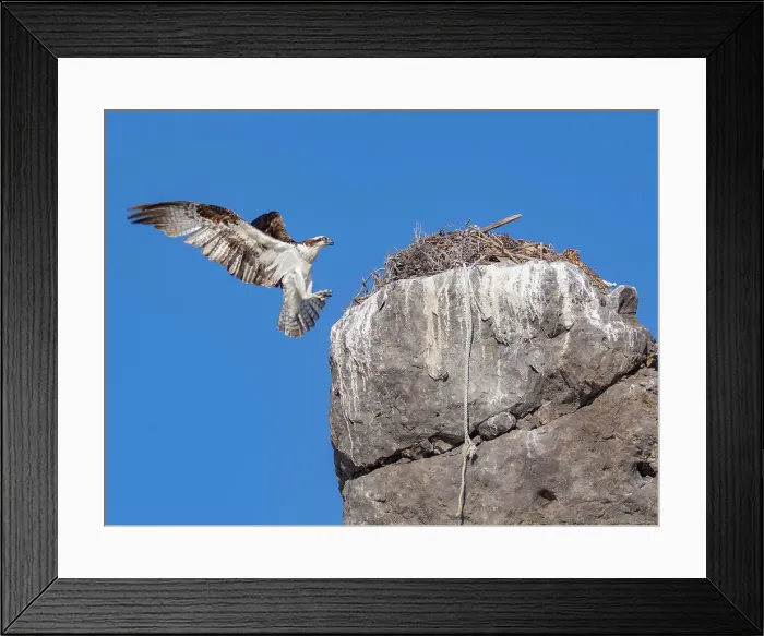 Framed Print : Osprey (Pandion haliaetus), in flight to its nest, Isla San Lorenzo, Baja California, Sea of Cortez, Mexico, North America Framed Print : Osprey (Pandion haliaetus), in flight to its nest, Isla San Lorenzo, Baja California, Sea of Cortez, Mexico, North America