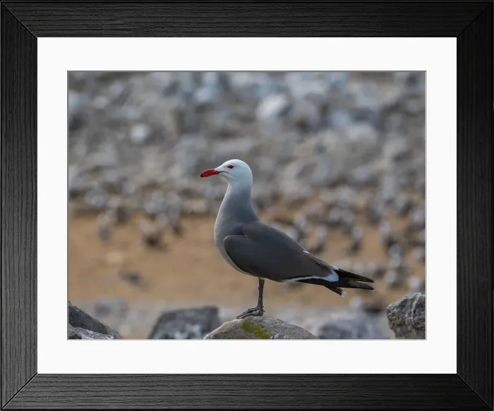 Framed Print : Heermann's gulls (Larus heermanni), at breeding colony on Isla Rasa, Baja California, Sea of Cortez, Mexico, North Anerica Framed Print : Heermann's gulls (Larus heermanni), at breeding colony on Isla Rasa, Baja California, Sea of Cortez, Mexico, North Anerica